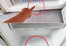Nem tudtam ennek az összetevőnek a létezéséről a hűtőmben, pedig ő biztosítja annak megfelelő működését!